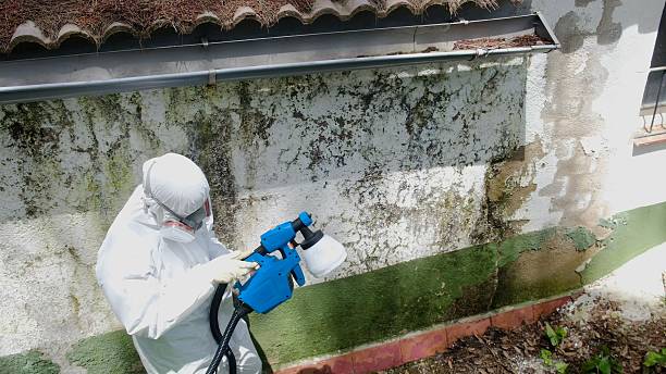Trusted Basement Mold Remediation service in Warren, IL - Cheap Mold Removal